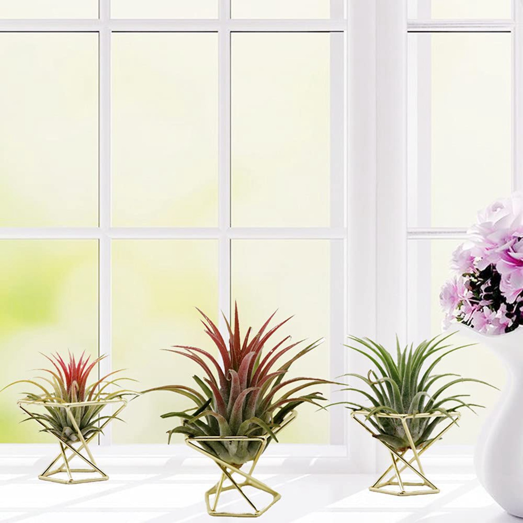 SYW-8 Pcs Geometric Air Plant  - đánh giá và giá Air Plant Tillandsia