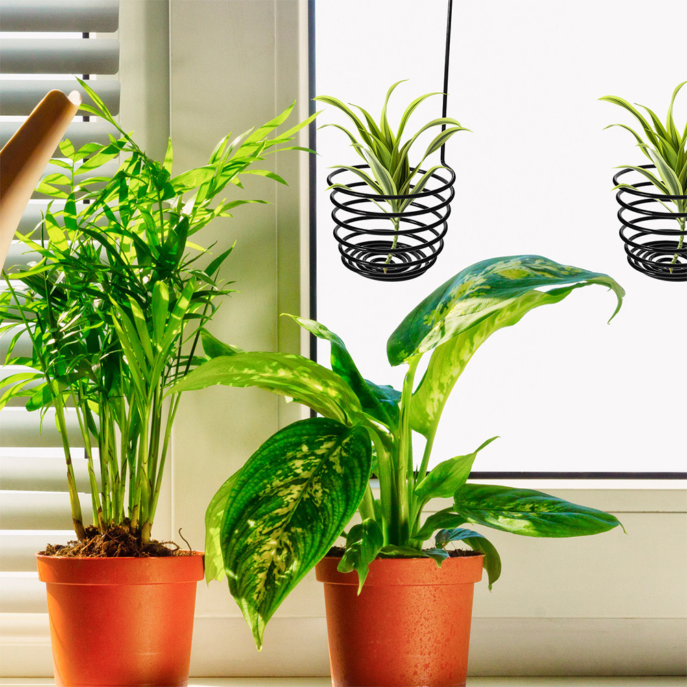 3Pcs Unique Spiral Design Air  - đánh giá và giá Air Plant Tillandsia
