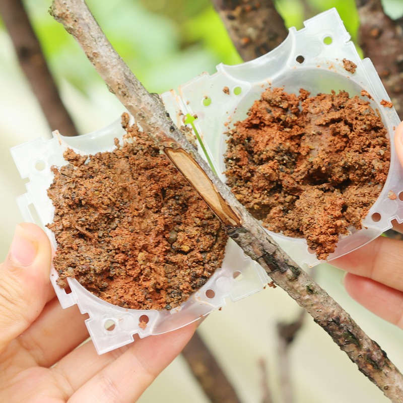 Reusable Plant Rooting Ball Gr - đánh giá và giá Plant Parents