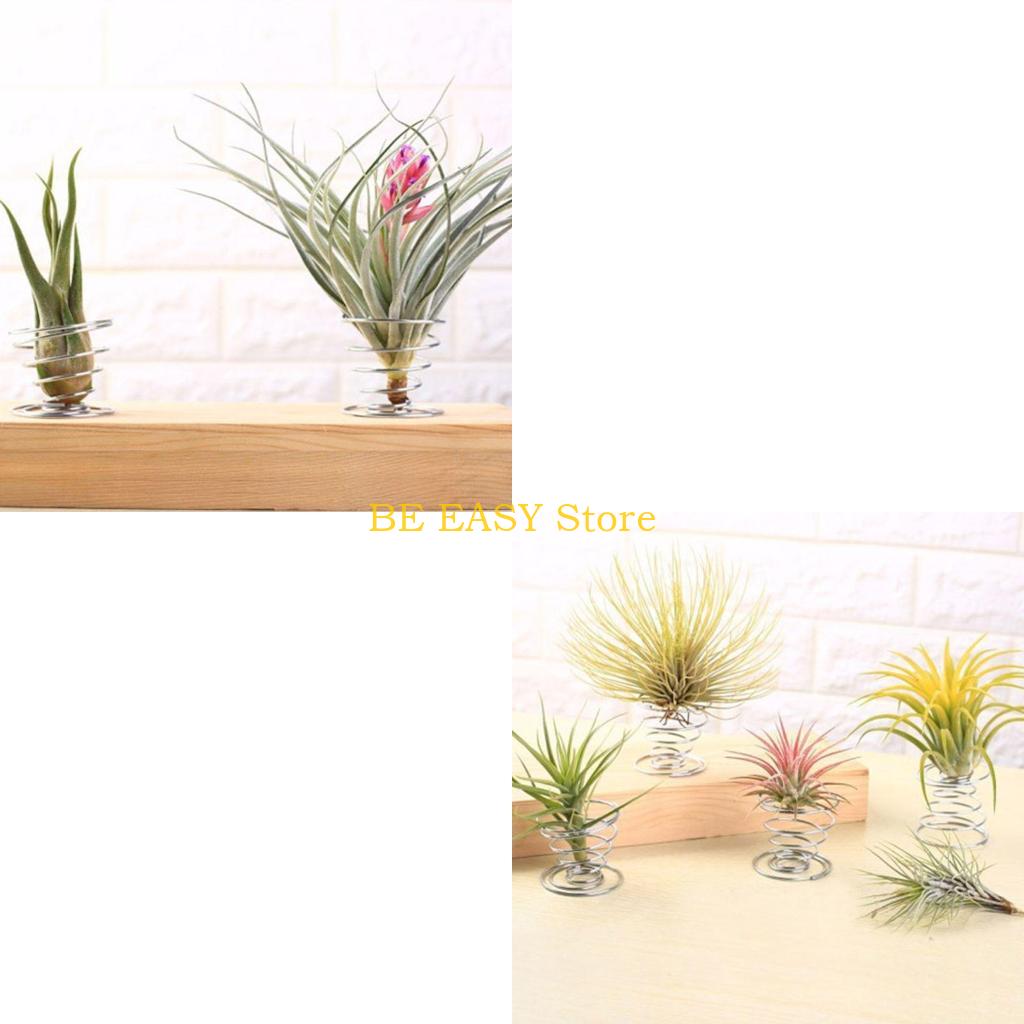 E28F Bộ 20 Cây Sống Nhiệt Đới  - đánh giá và giá Air Plant Tillandsia