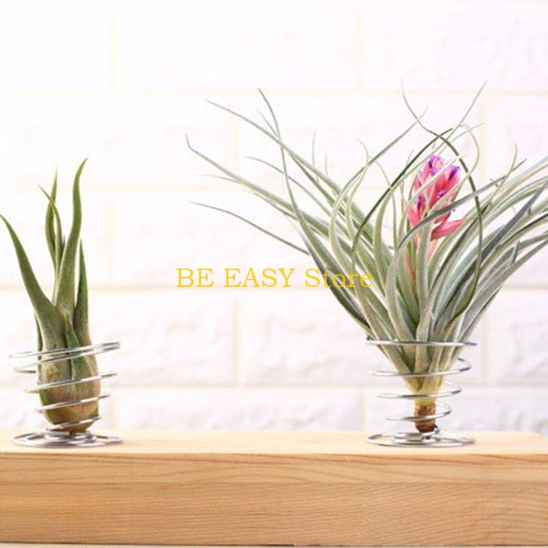 E28F Bộ 20 Cây Sống Nhiệt Đới  - đánh giá và giá Air Plant Tillandsia