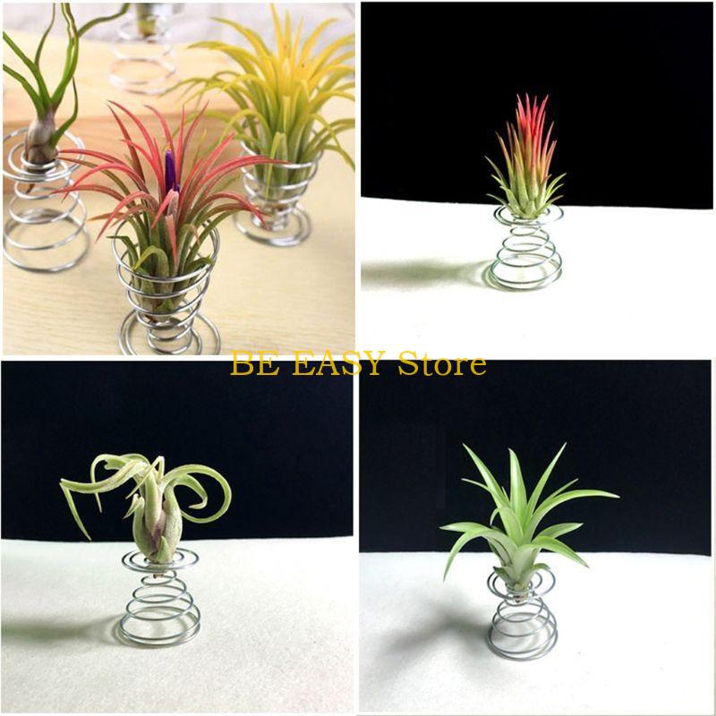 E28F Bộ 20 Cây Sống Nhiệt Đới  - đánh giá và giá Air Plant Tillandsia