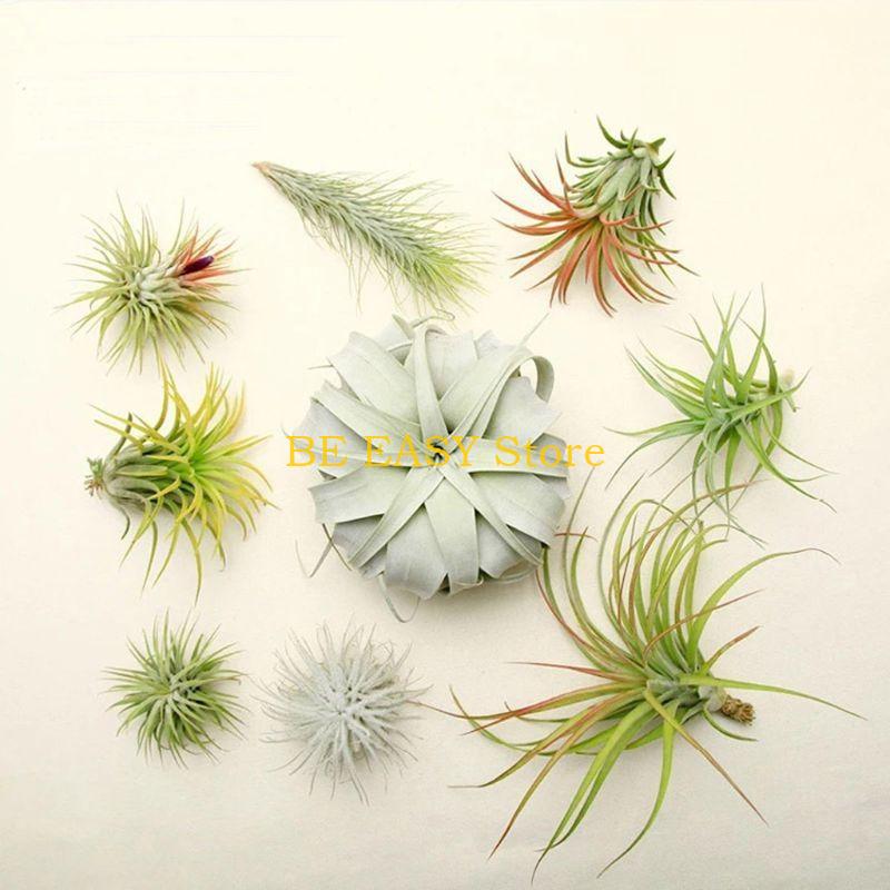 E28F Bộ 20 Cây Sống Nhiệt Đới  - đánh giá và giá Air Plant Tillandsia