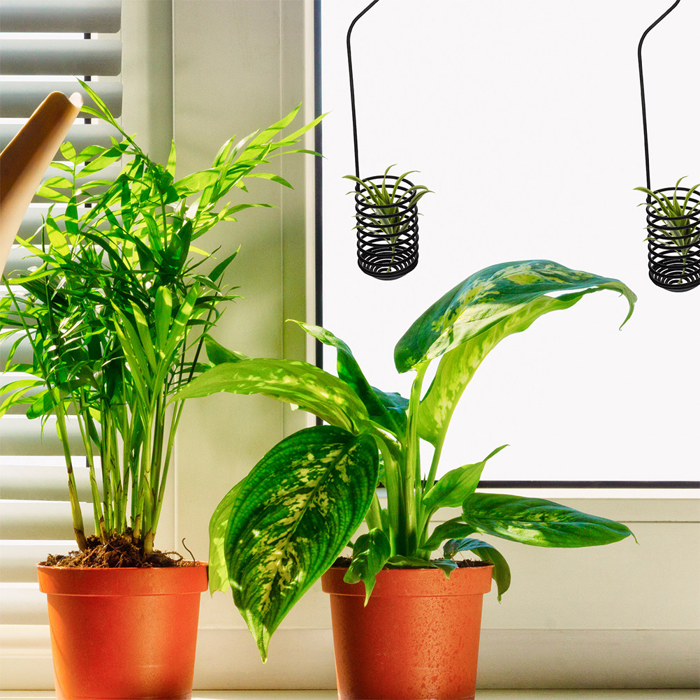 3Pcs Adjustable Spiral Air Pla - đánh giá và giá Air Plant Tillandsia