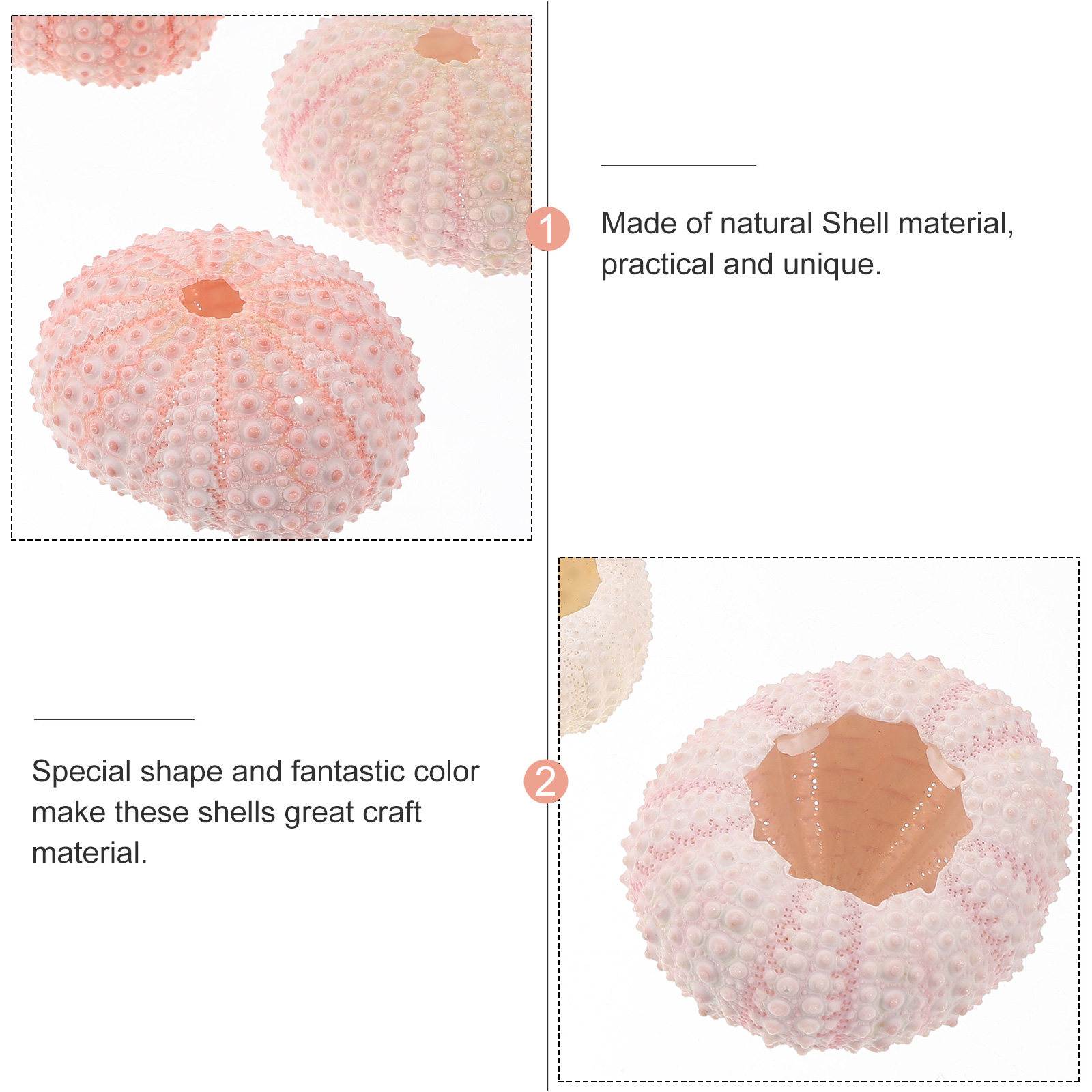 6Pcs Sea Urchin Shells Natural - đánh giá và giá Air Plant Tillandsia