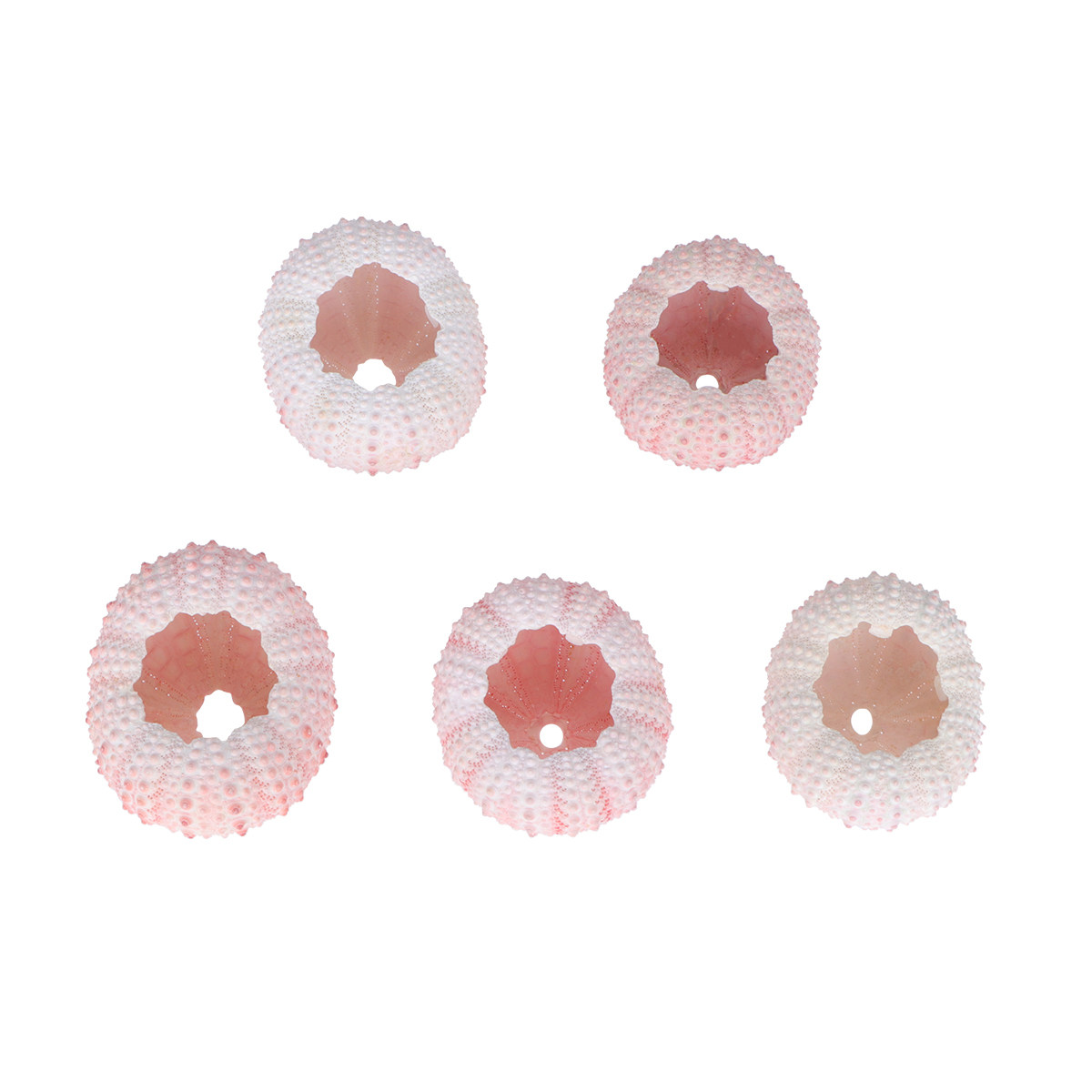6Pcs Sea Urchin Shells Natural - đánh giá và giá Air Plant Tillandsia