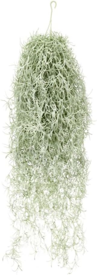 Artificial Flocking Tillandsia - đánh giá và giá Air Plant Tillandsia