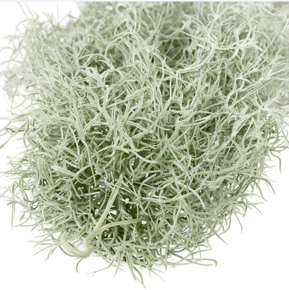 Artificial Flocking Tillandsia - đánh giá và giá Air Plant Tillandsia