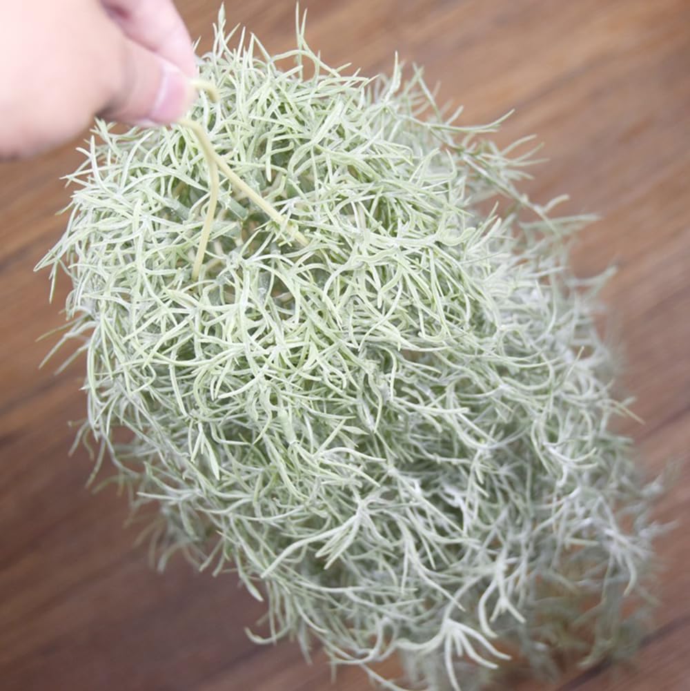 Artificial Flocking Tillandsia - đánh giá và giá Air Plant Tillandsia