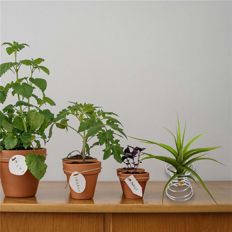 Hot Selling-6 Pieces Air Plant - đánh giá và giá Air Plant Tillandsia