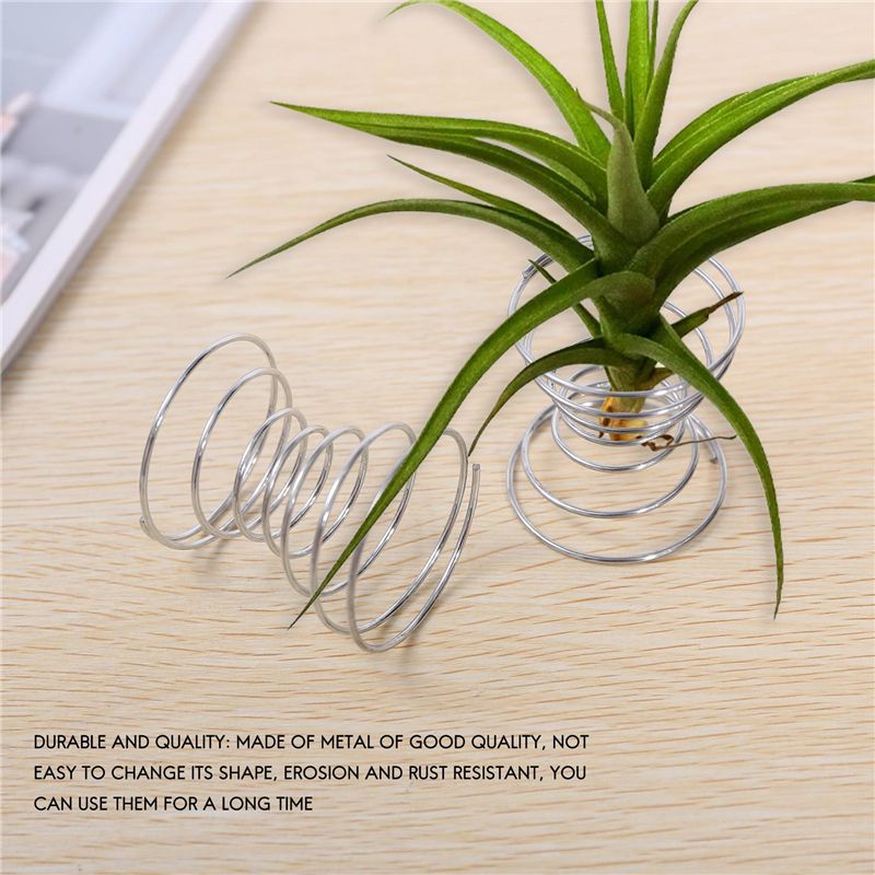 Hot Selling-6 Pieces Air Plant - đánh giá và giá Air Plant Tillandsia