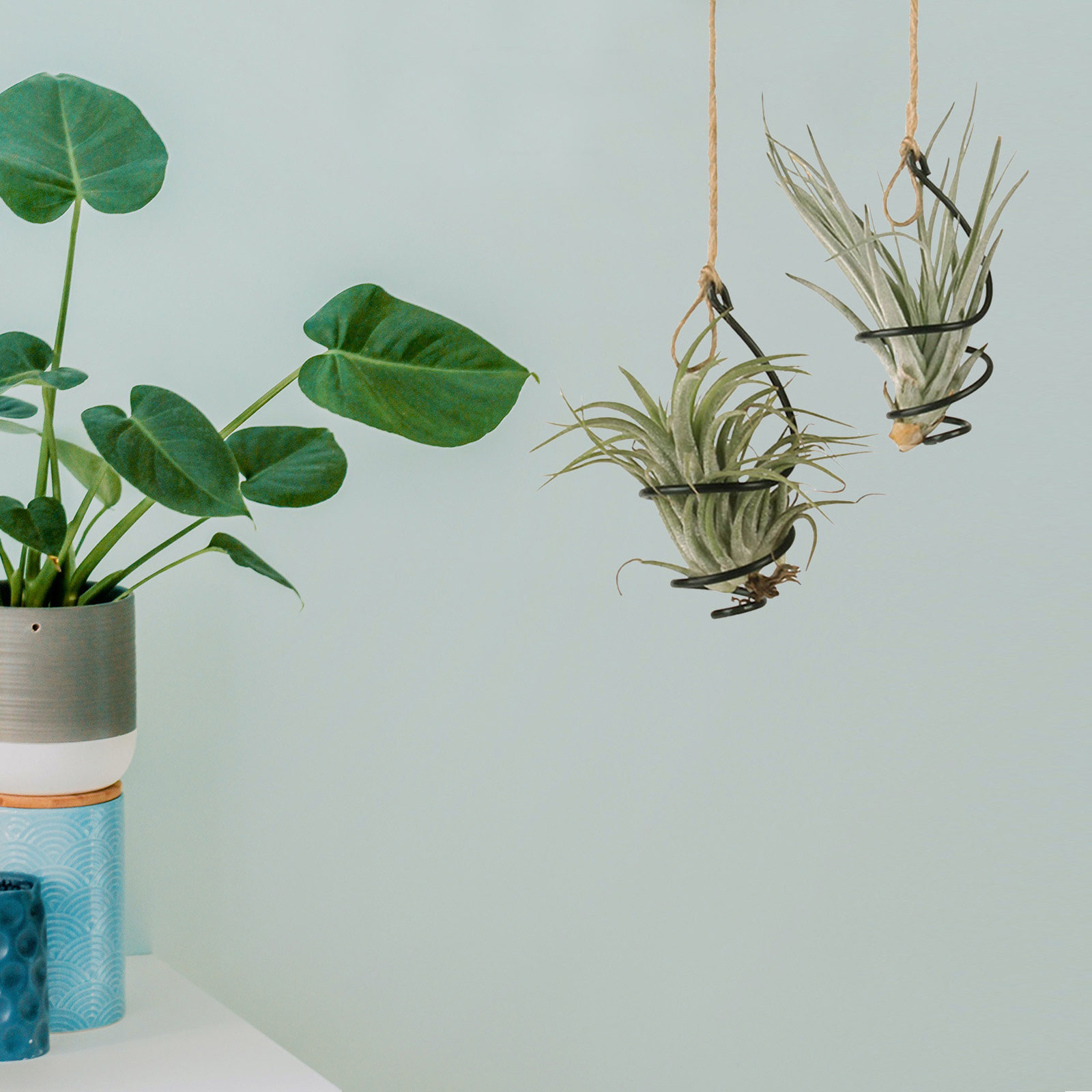 30Pcs Air Plant Holder Spiral  - đánh giá và giá Air Plant Tillandsia