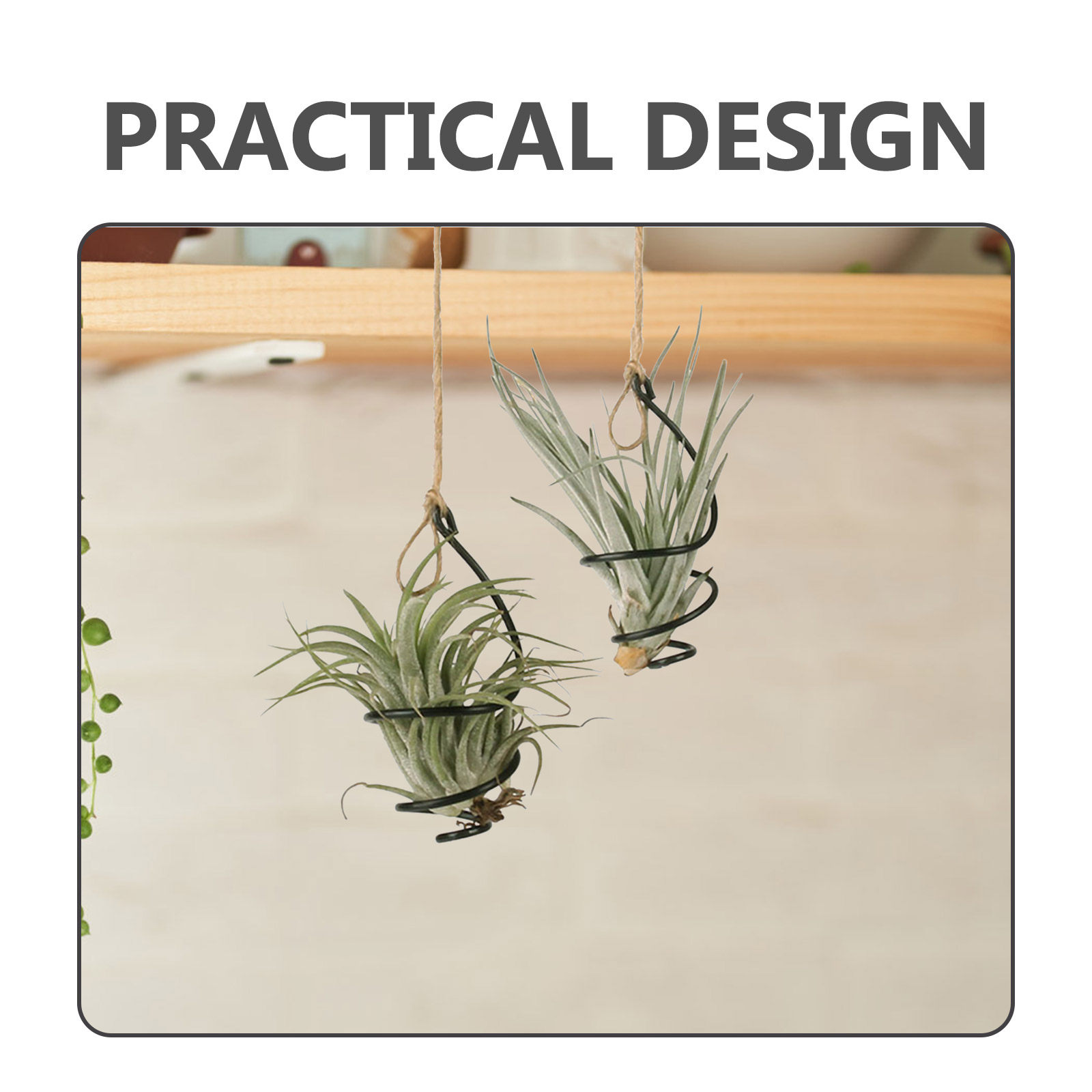 12Set Metal Spiral Air Plant H - đánh giá và giá Air Plant Tillandsia