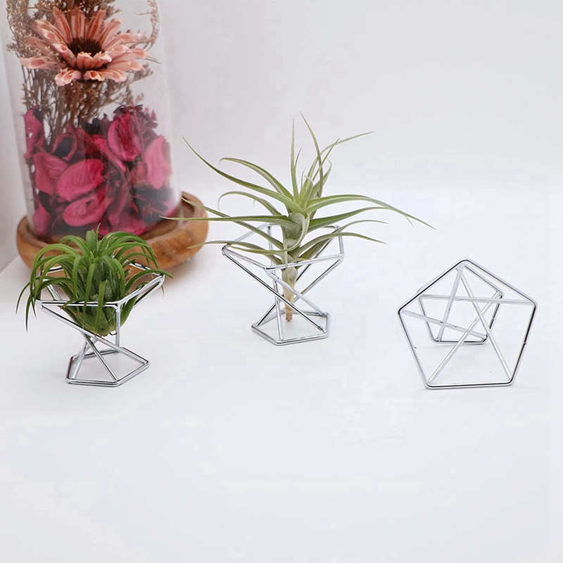Pack 5 Air Plant Holder Air Pl - đánh giá và giá Air Plant Tillandsia