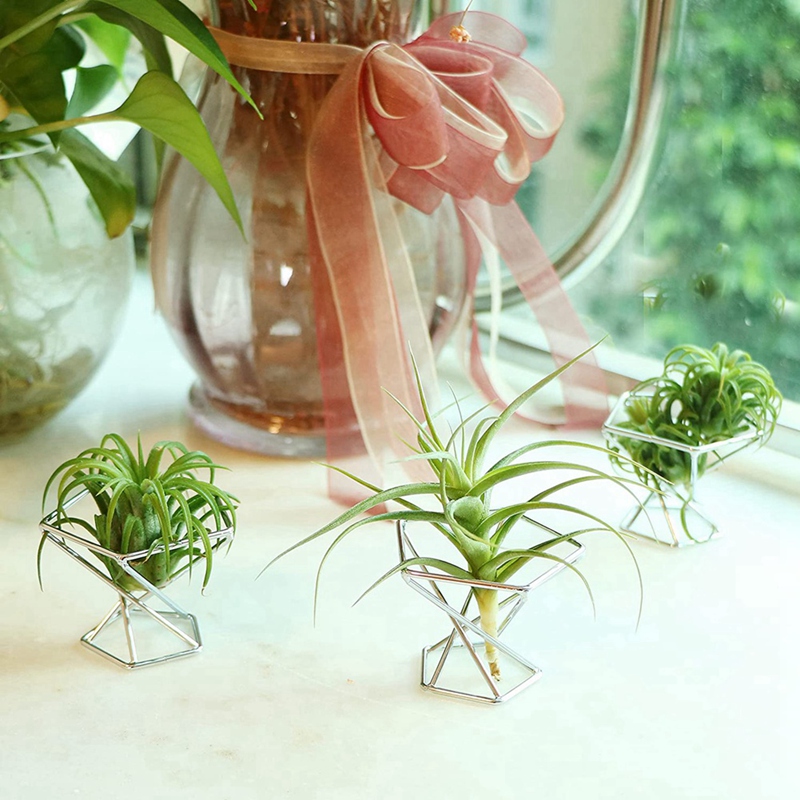 Pack 5 Air Plant Holder Air Pl - đánh giá và giá Air Plant Tillandsia