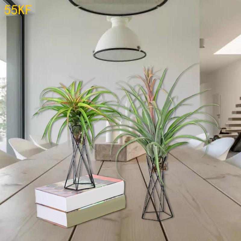 Người giữ nhà máy không khí Bắ - đánh giá và giá Air Plant Tillandsia