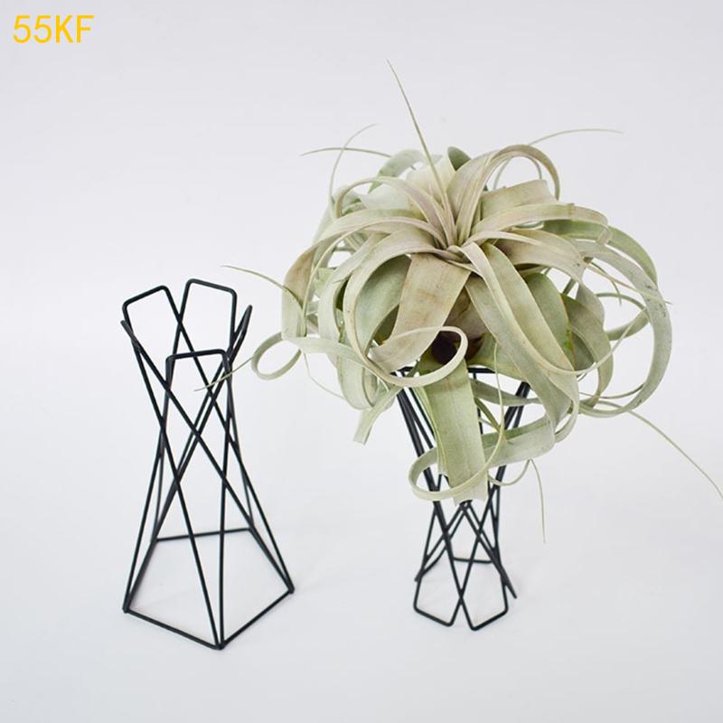 Người giữ nhà máy không khí Bắ - đánh giá và giá Air Plant Tillandsia