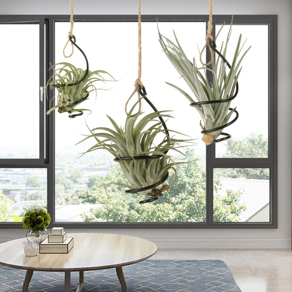 Plant Stand Metal 6 Pcs Metal  - đánh giá và giá Air Plant Tillandsia