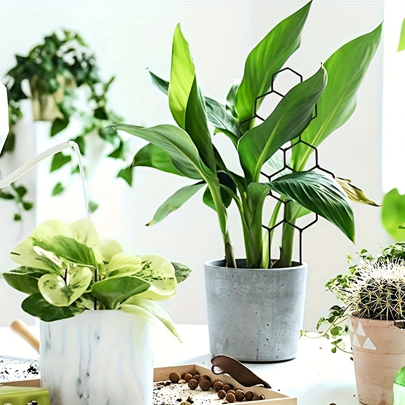 3Pcs Plant Support Frame Climb - đánh giá và giá Plant Parents