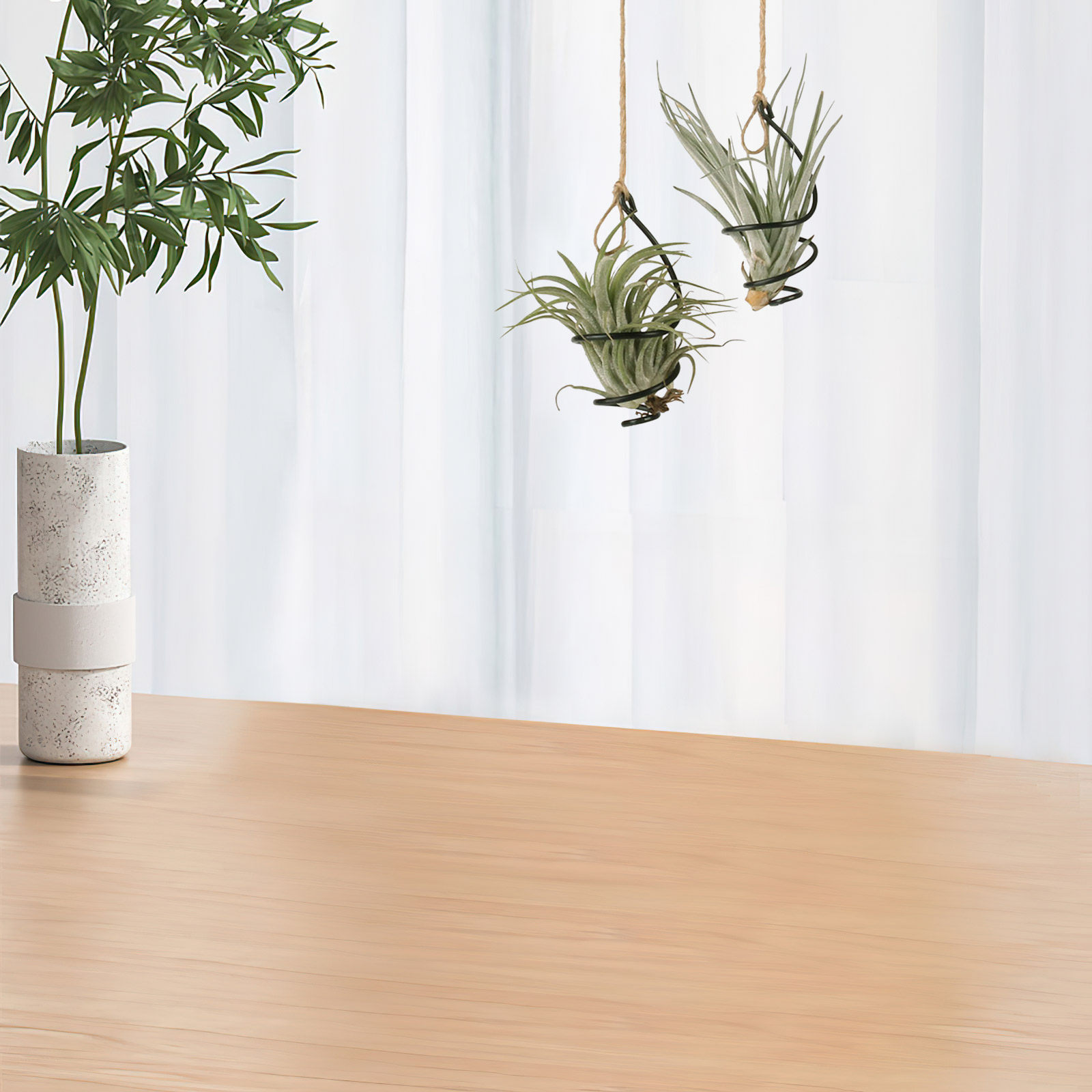 12Set Air Plant Holder Spiral  - đánh giá và giá Air Plant Tillandsia